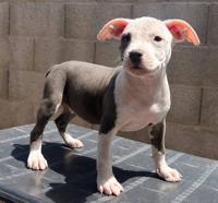 Will trade for Honda pilot (pitbull puppies puppy) Honda east valley - Image 2