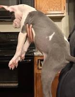 Will trade for Honda pilot (pitbull puppies puppy) Honda east valley - Image 3