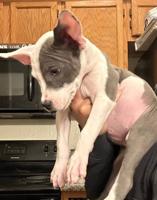Will trade for Honda pilot (pitbull puppies puppy) Honda east valley - Image 4