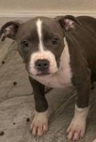 Will trade for Honda pilot (pitbull puppies puppy) Honda east valley - Image 5