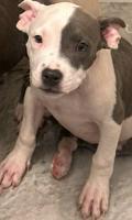 Will trade for Honda pilot (pitbull puppies puppy) Honda east valley - Image 6