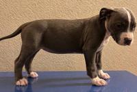 Will trade for Honda pilot (pitbull puppies puppy) Honda east valley - Image 7