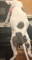 Will trade for Honda pilot (pitbull puppies puppy) Honda east valley - Image 8