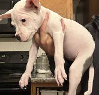 Will trade for Honda pilot (pitbull puppies puppy) Honda east valley - Image 9