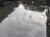 2006 Ford F-450 Super Duty Diesel 4x4 4WD 4dr Crew Cab 176.2 200.2 in Universal Auto Sales - Image 8